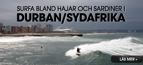 Surfa bland hajar och sardiner i Durban