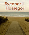Svennar på vågen i Hossegor