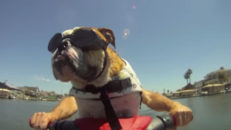 Har du sett en gris surfa?