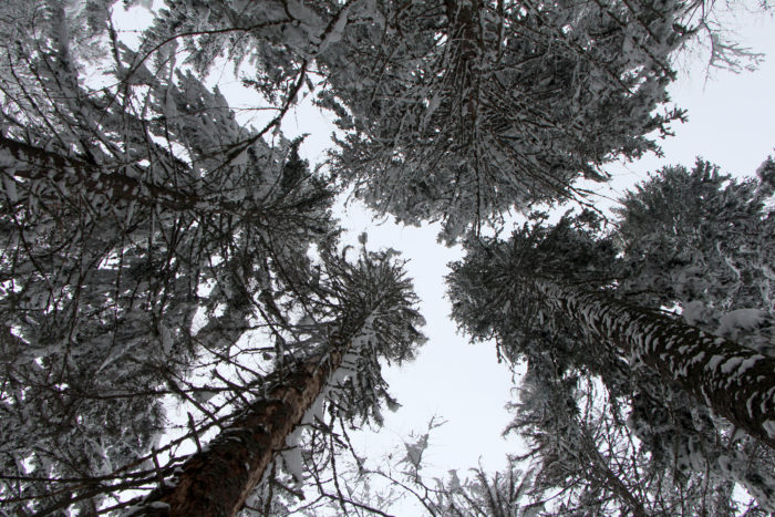 En titt på ovan från den Bulgariska skogen.