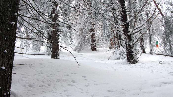 Träd placerade med lagom avstånd.