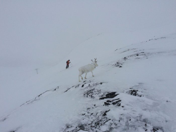 Renen, dimman och en färgglad varelse.