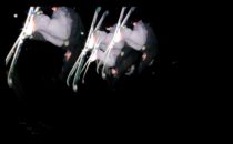 Trailer von Tyrolen- Intermondi