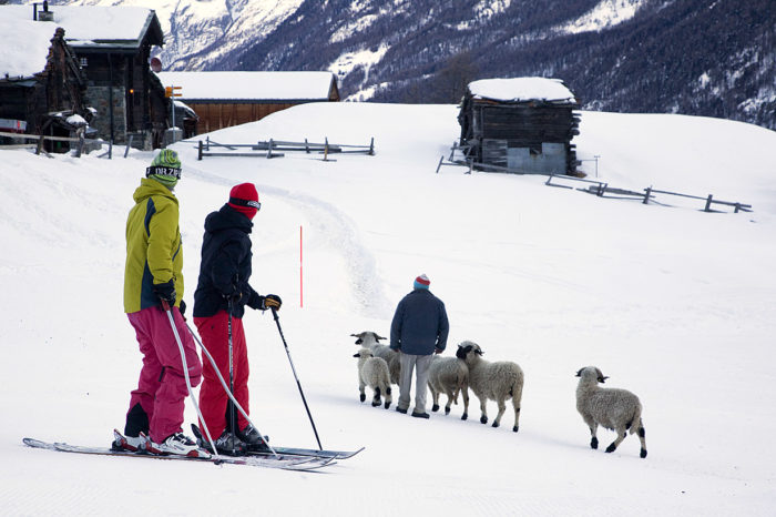 Folk vallfärdar till Zermatt