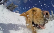 Skidåkarens bästa vän