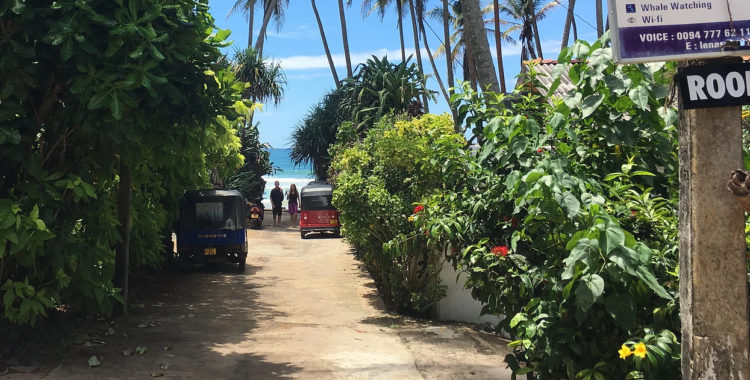 En kort liten lummig gränd leder ned till Indiska Oceanen från Adam Widéns nya surfhus på Sri Lanka.