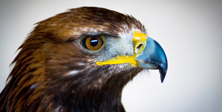 golden-eagle-2513225_1920-750x380.jpg