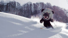 Melonbjörnen på Hokkaido