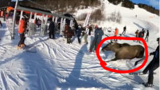 Skenande älg springer genom liftkön i Åre