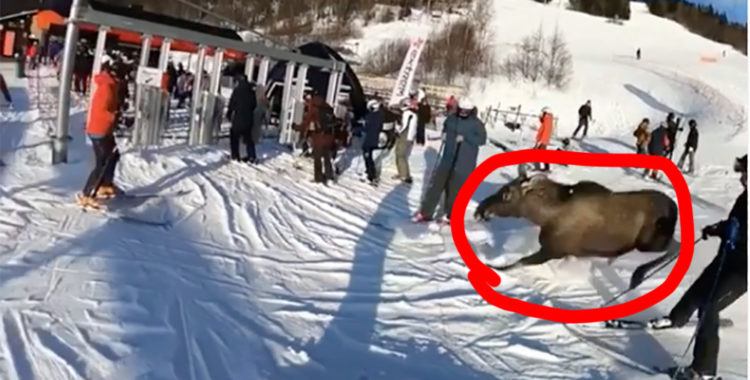 Varning för älg i Åre!