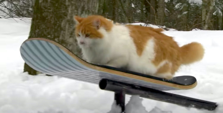 Den här katten åker snowskate bättre än du. 