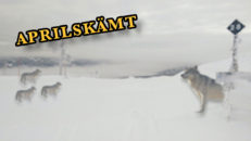 Vargfamilj intagit fjället i öde skidorten Trysil