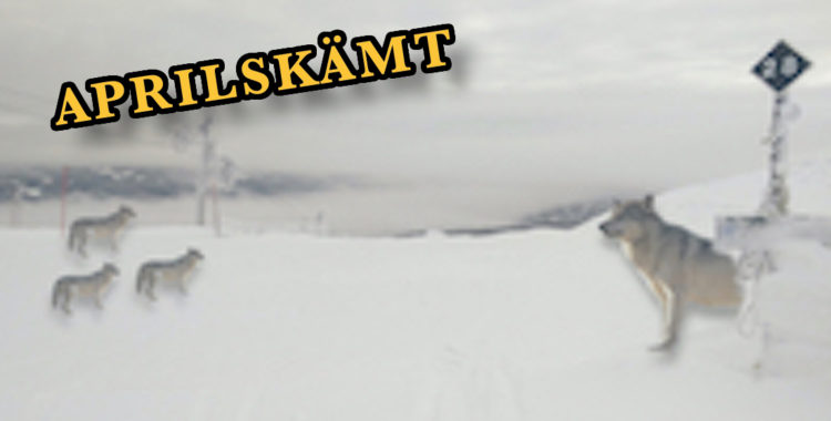 Årets aprilskämt: En vargfamilj på fyra individer har bosatt sig i Trysil då skidorten stått öde sedan 12 mars. 