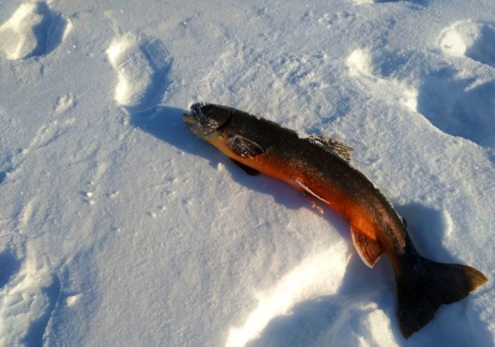 En nyfångad röding ligger på snön