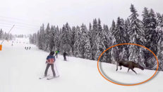 Skenande älg mitt i pisten