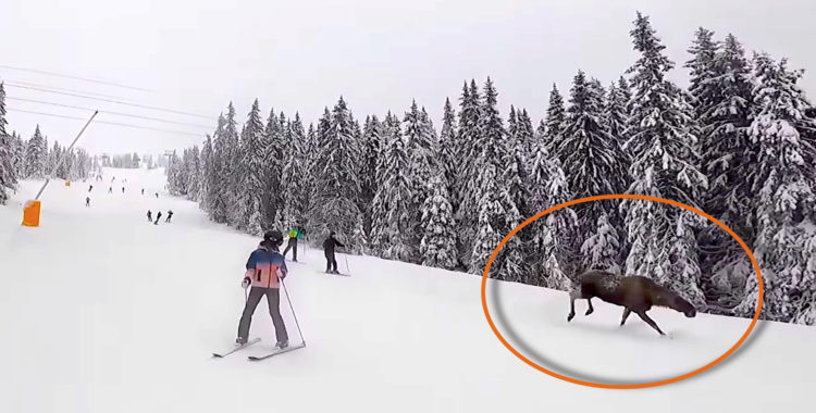 Älg på vift i Hafjell, december 2020.