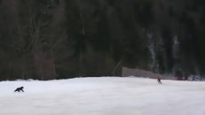 Björn jagade skidåkare i pist