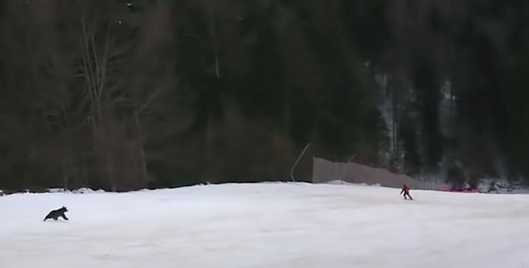 Skidåkare jagad av brunbjörn i Rumäniens skidort Predeal. 