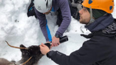 Ren begravd av lavin i Duved – grävdes upp levande