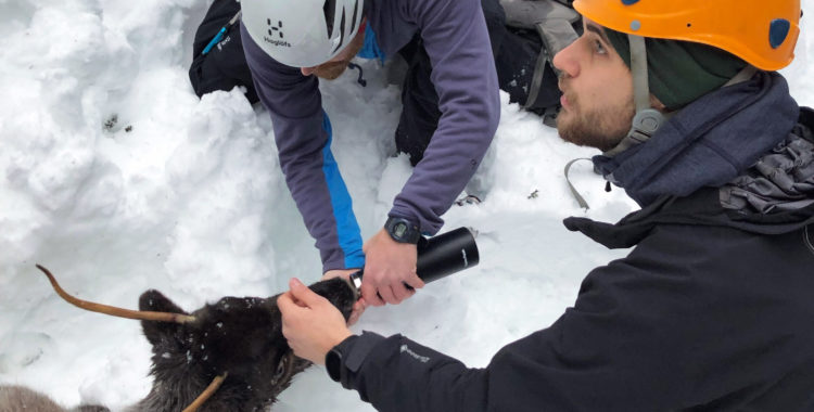 Renen begravdes av en lavin.