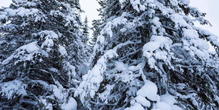 Vart finns det mest snö?