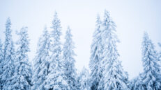 Puderlarm – en halv meter snö påväg mot svenska fjällen