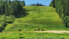 WWF och SLAO gör skidbackar vildare