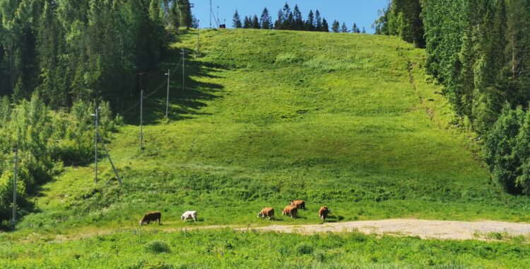 Kosläpp Gårdtjärnsberget.