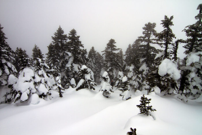 Skogen är snötyngd och vacker