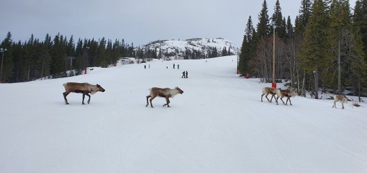 Fikastuga till vänster.jpg