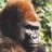 Gorillan