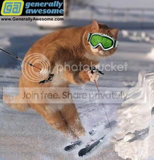 funny-cat-ski.jpg
