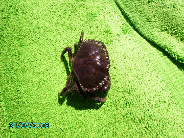 collast =). Foto: sebban.