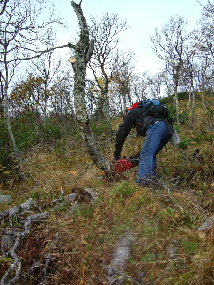 Gles björkskog på väg.... Foto: Elin Fällman. Åkare: Olof Appelblad.