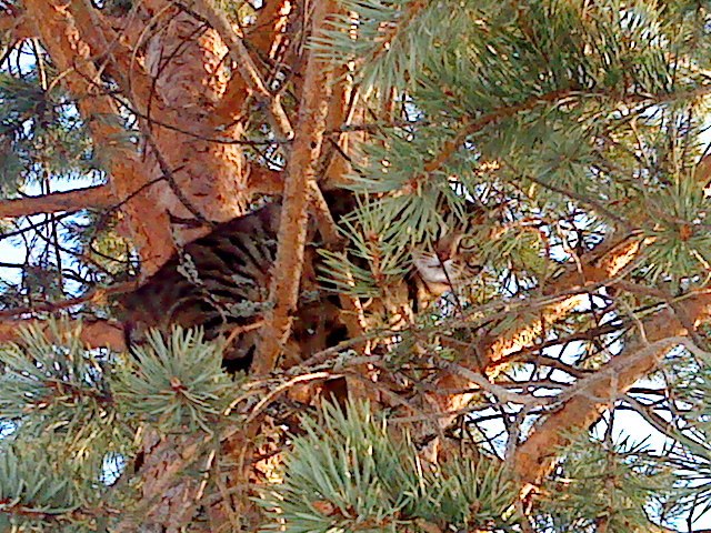 Foto: emelie strindin.