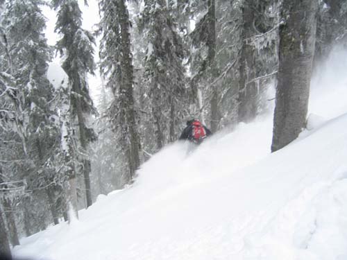 Bland träden på Mt Roberts.
Var nästan alltid . Foto: Roger Jönsson. Åkare: Jonas Lundin.