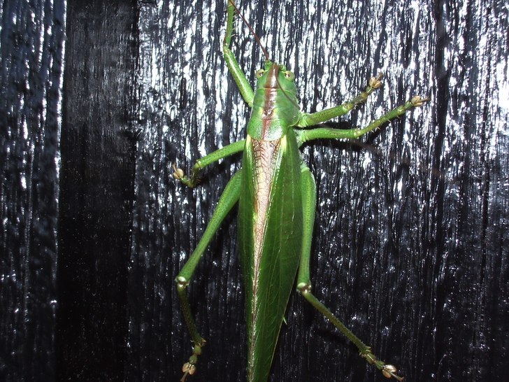 Foto: Anton Åberg. Åkare: Greger.