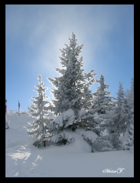 Aa det var ett träd. Foto: Martin Thureson.