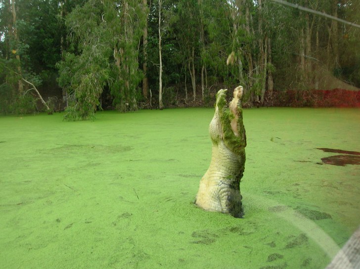 Foto: Karolina.. Åkare: Hurley the Crocodile.