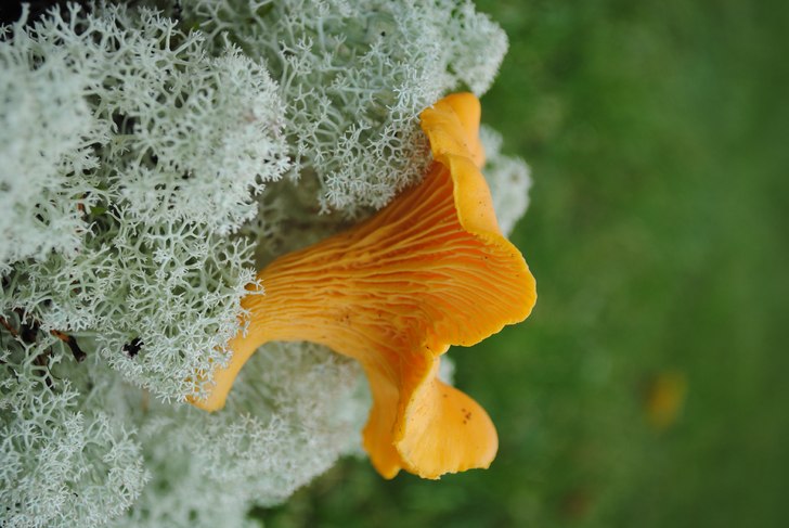 Foto: Linn Östlund.