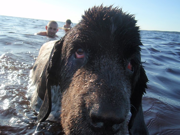 En bild säger mer än tusen ord, Balten är bäst. Foto: Isabell Fritiofsson. Åkare: Min vän Baltasar.