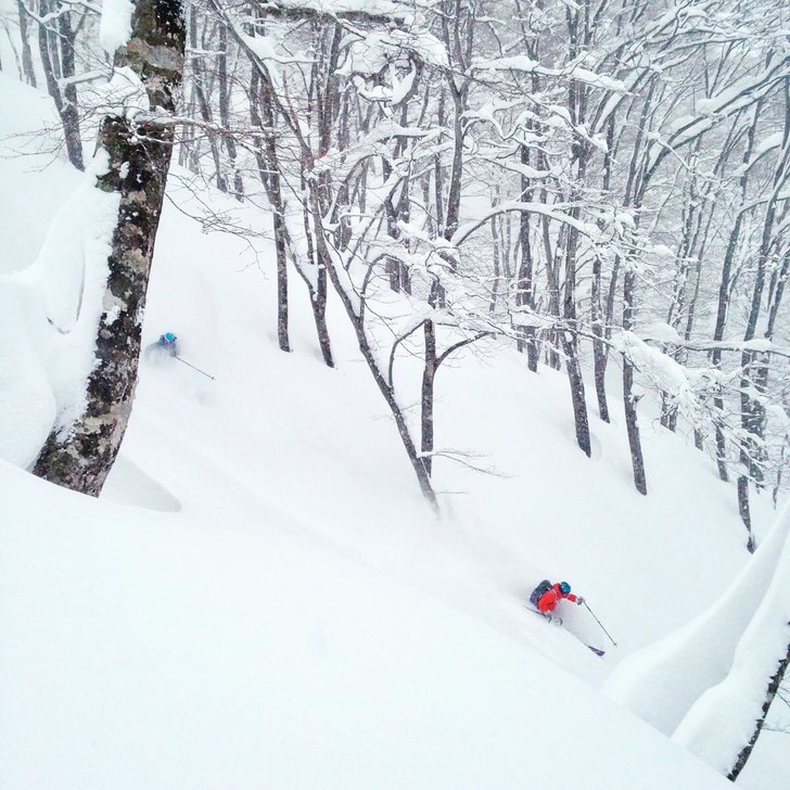 Skogsåkning i Hakuba.
