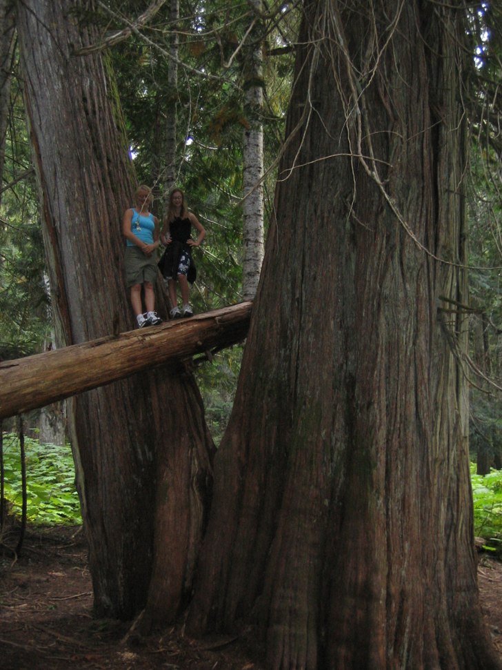 Stora, mycket gamla cedar trad.. Foto: Fiona Halliwell. Åkare: Nicola Halliwell, Annika Andersen.
