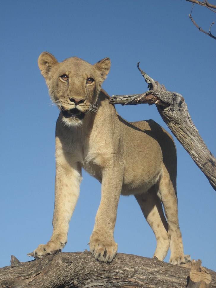 Foto: Jag. Åkare: Simba.