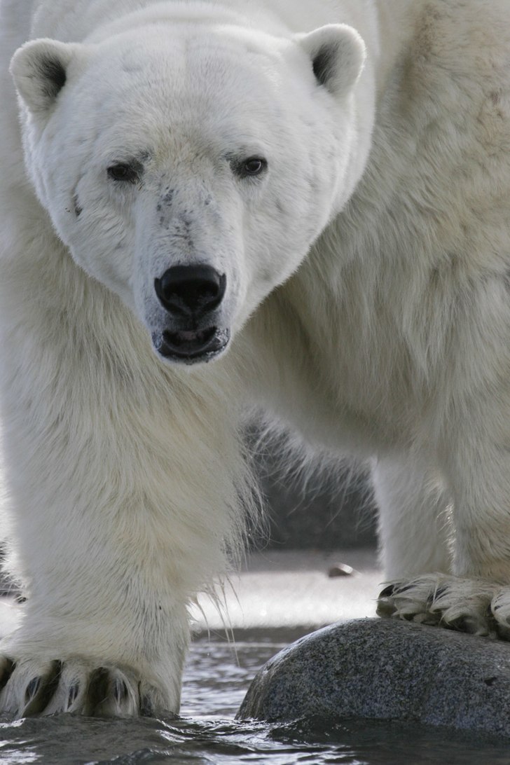 En av många bilder från ett hett björnmöte på. Foto: Erik Sandgren.