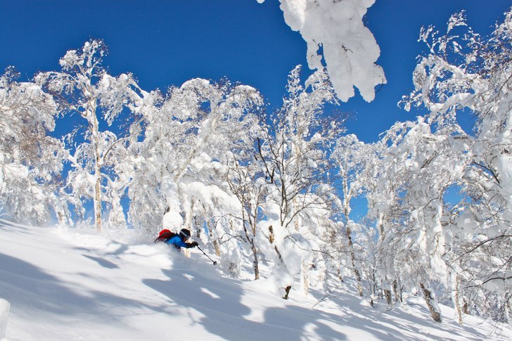 Pudderskog. Foto: Ingvild Birgitte Ellingsrud. Åkare: Trond Elling Refsnæs.