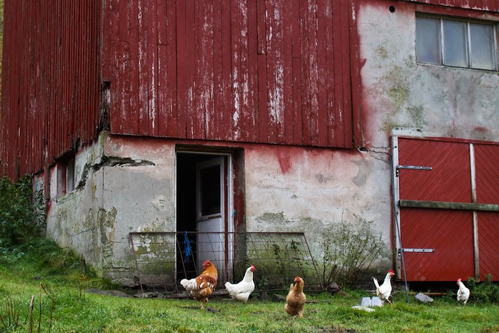 Foto: Christine Hargin. Åkare: Höns.