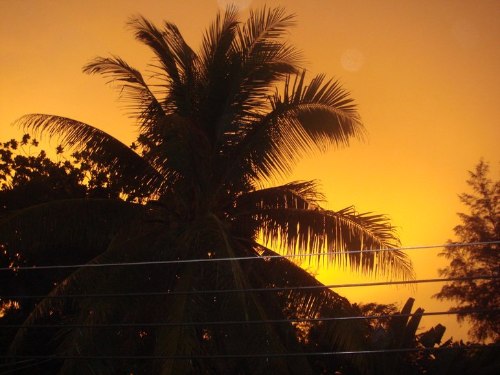 Gick ut på balkongen och tog ett kort. Foto: Isak Hemmingsson. Åkare: En palm.