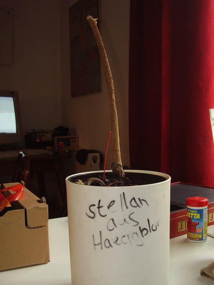 Blev utbränd å knäckt ganska kraftigt på slute. Foto: Danne B. Åkare: Stellan aus Haeggbloms.