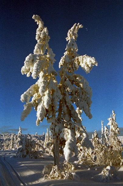 None. Foto: The Mike. Åkare: Vemdalen.